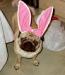 Easter Bunny Puggy